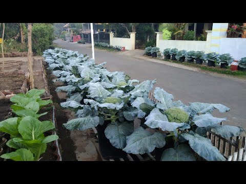 Video: Merawat Rabe Brokoli Tumbuh Wadah - Tips Menanam Brokoli Dalam Pot