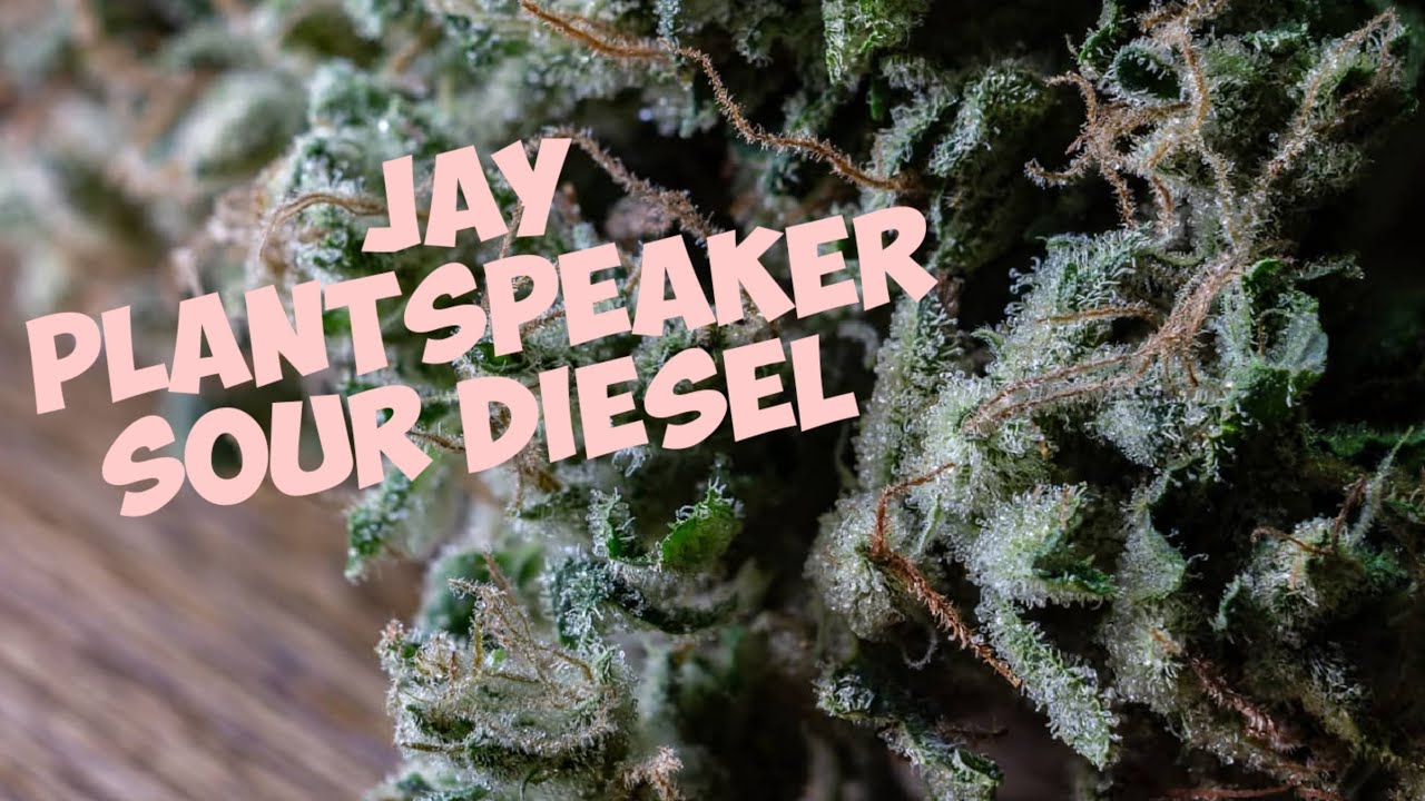 QUARANTINE WAKE & BAKE! | BACKWOOD SESH!