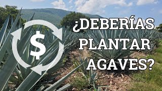 Plantar o no agaves: algunos factores a valorar