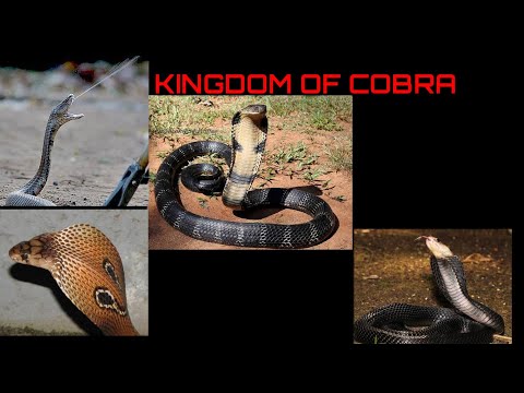 Video: Perbedaan Antara King Cobra Dan Cobra