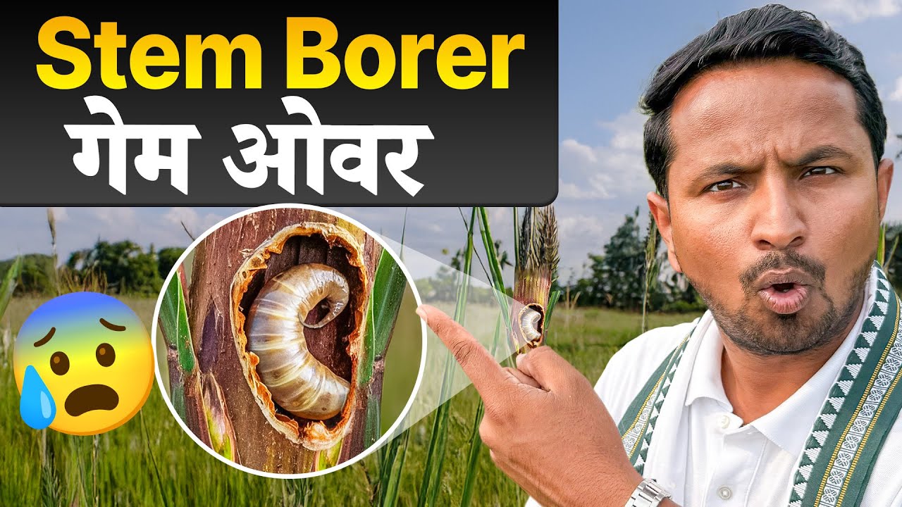 तना खोखला करने वाला कीड़ा🐛⚠️Stem Borer Attack & Control | Crop Disease & Pest: S1E7 | Indian Farmer
