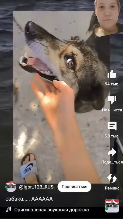 собака 🐶🐕 - YouTube