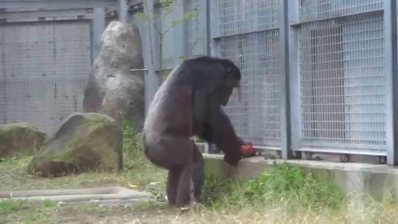 チンパンジーにカボチャのプレゼント（福岡市動物園） - YouTube