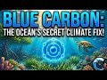 Blue Carbon: The Ocean's Secret Climate Fix!