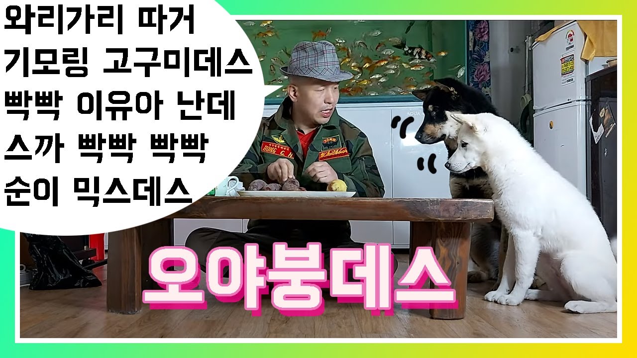 일본 큰형님 Japanese big brother버전으로 진돗개들과 고구마를 먹어봤어요. YouTube