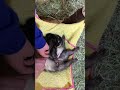 くすぐっても寝続けて起きないフェレット Ferret keep sleeping even if we tickle