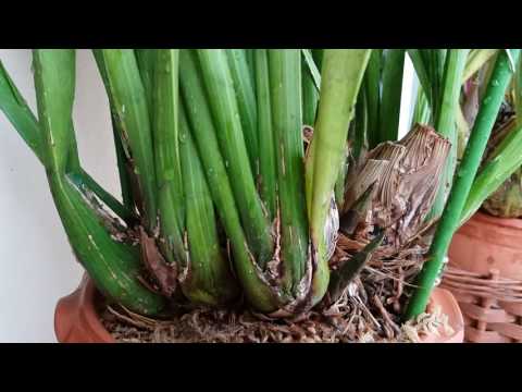 Video: Is cymbidium-orgidee giftig?