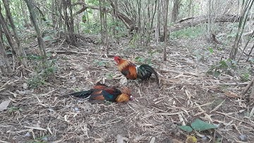 ต่อไก่ป่า Dib qaib qus tuaj zoo heev 15 -12 -24