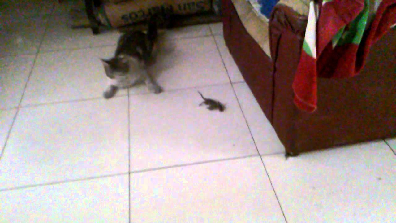 Asi matan los ratones mi gato - YouTube