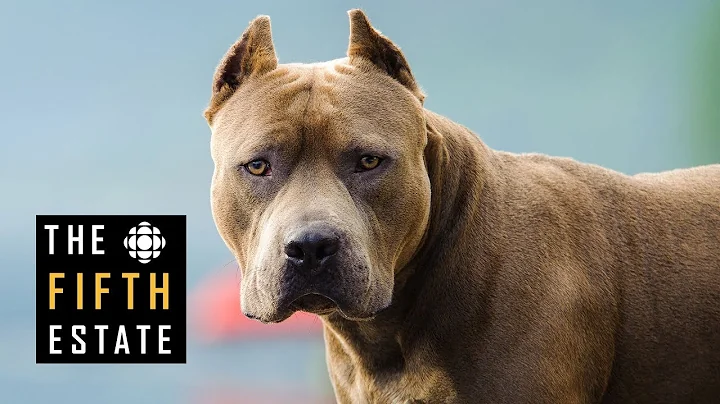 Pit Bulls Unleashed: Should They Be Banned? - The Fifth Estate - DayDayNews