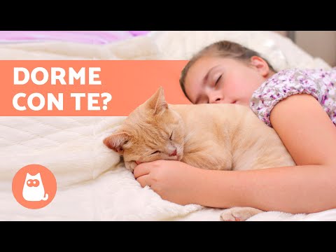 Video: Spiegazione di 4 strane abitudini di sonno per gatti