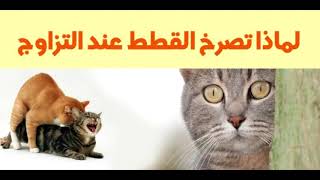 لماذا تصرخ القطط عند التزاوج