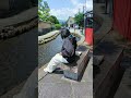 #kamigamo shrine#kyoto#japan #todaysweather its too hot#vairalvideo #shorts