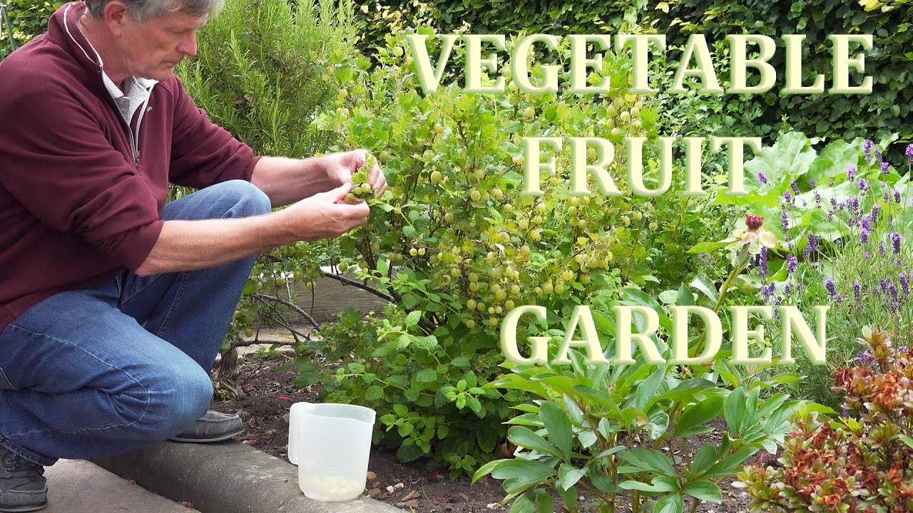 My English Vegetable Garden Tour July 2020