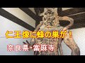 當麻寺の仁王像に蜂の巣が!