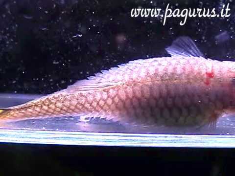 Idropisia - Malattia batterica - Acquario dolce - YouTube