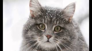 Тренер корм для кошек Тренер корм для кошек