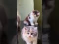 #cat #kitten #cute #viral #viralshort #tranding #song #youtubeshorts #youtube #shorts #shortsfeed