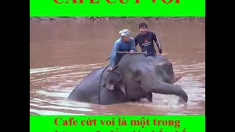 cafê cứt voi đắt giá nhất thế giới