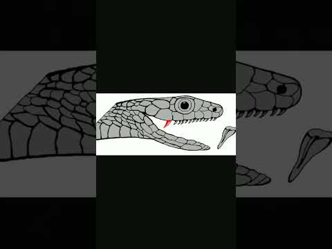 Vidéo: Types de serpents de jardin – Identifier les serpents inoffensifs dans le jardin