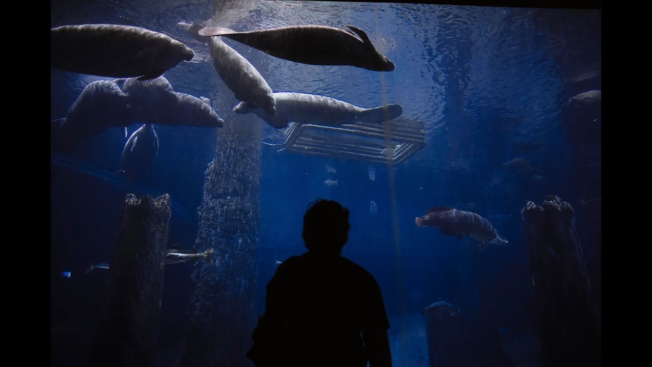 Manatee Appreciation Day 2018