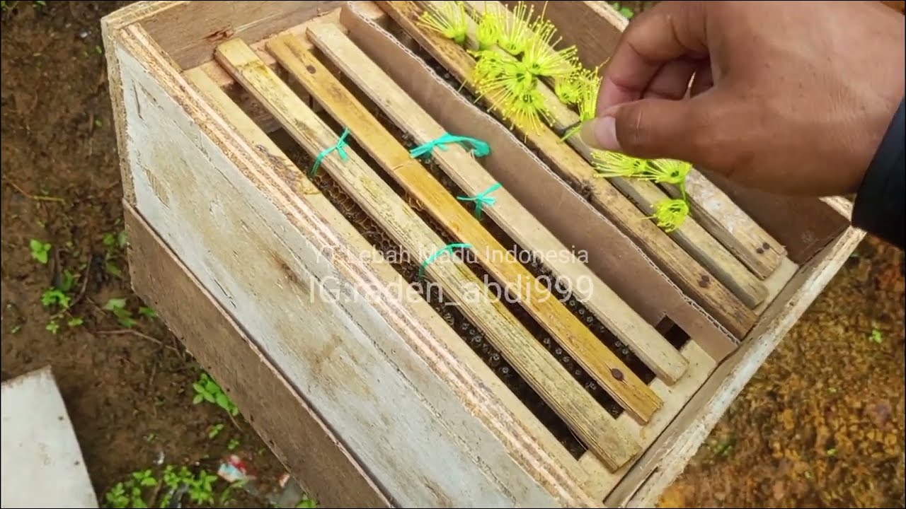 Edukasi belajar budidaya lebah madu 
