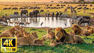African Wildlife 4K: Discover Wild Savannah Animals with Relaxing Piano Music &amp; Real Sounds 4K Video