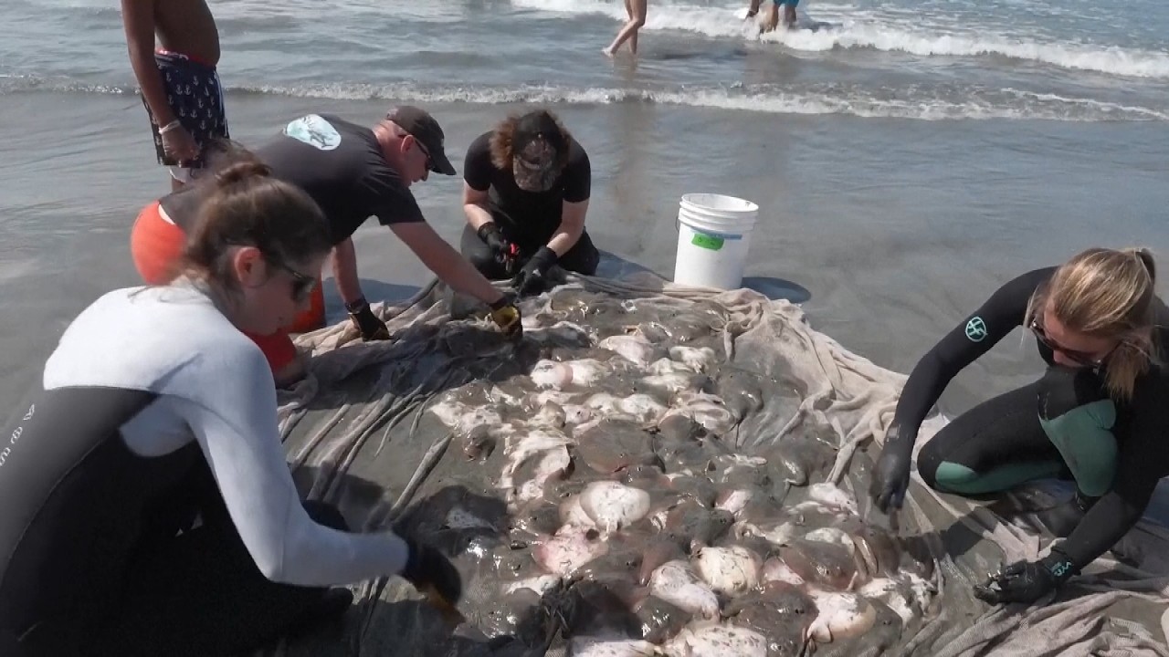 Are We In 'The Summer Of The Sting Ray?'