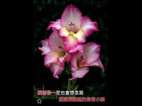 永不失聯的愛 live by Coby Tom Conrad 譚日康（原唱：周興哲，單依純版）國語歌詞版