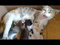 Mother Cat Not Adopting Orphan Kitten