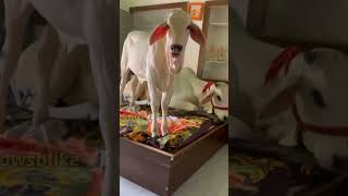 Haryana Desi cow traditional cow hindu people's #animals #shorts #trending#love #cow #diary