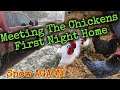 Meeting the chickens thier first night home went great snow again martinmidlifemisadventures