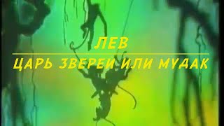 Лев, кто он? Царь зверей или животное мудак!