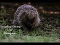 A Hedgehog Documentary | Wildlife filmmaking