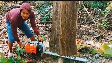 Cut 2 dry teak trees, Stihl ms 881 chainsaw.