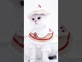 terpesona dengan kucing ( jangan lupa subscriber )