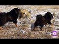 Tibetan Mastiff Vs Wolf   Dog Vs Wolf 2021 Video