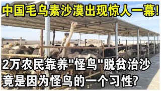 300隻“怪鳥”放入毛烏素沙漠腹地860万亩流沙重披绿装20000農民脫貧又治沙竟是因為怪鳥的一個習性