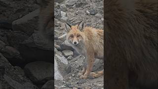 Red fox: Fur like fire, eyes like amber 🦊 #redfox #ladakh