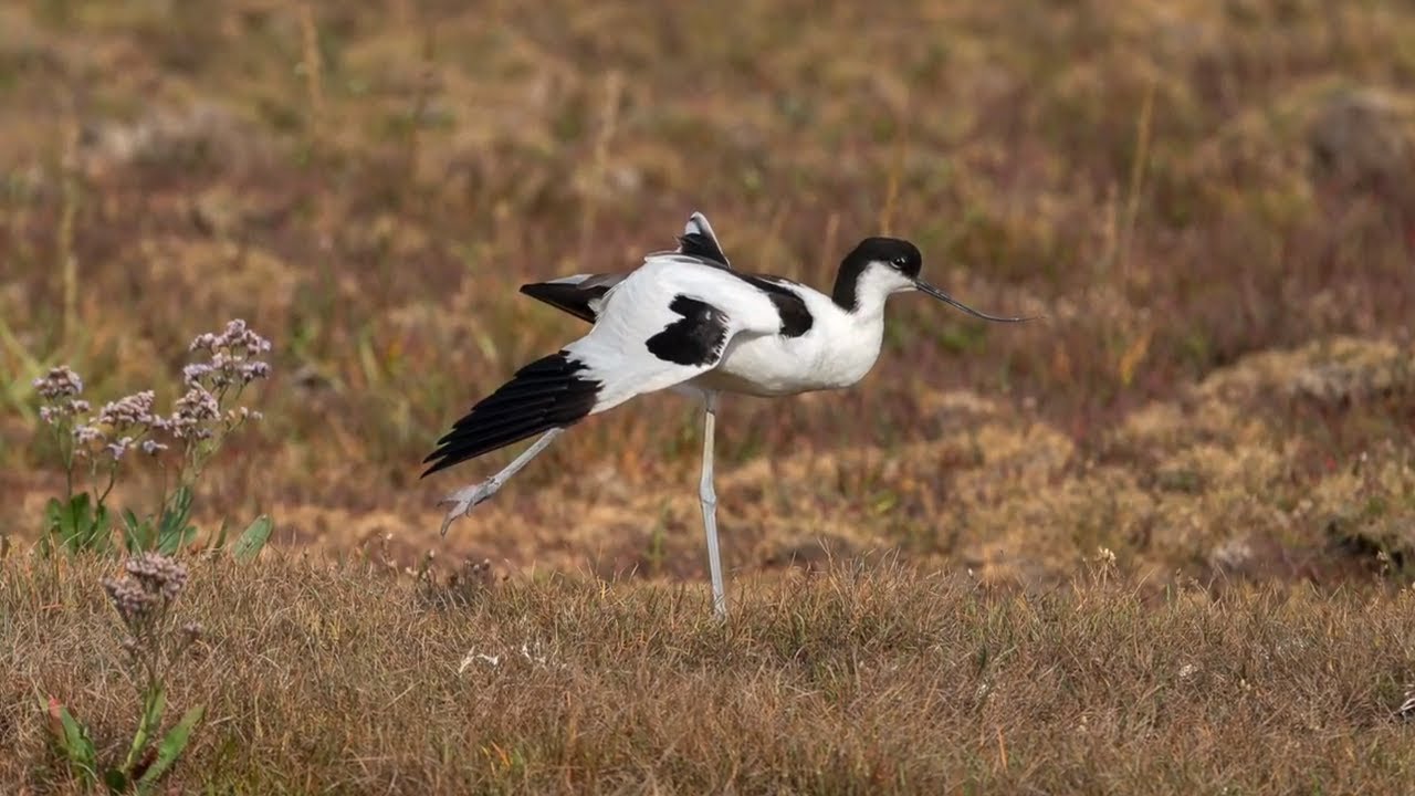 The Avocet in one minute UK wildlife by "Camilla & I"