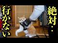 父さんとの散歩を断固拒否する猫