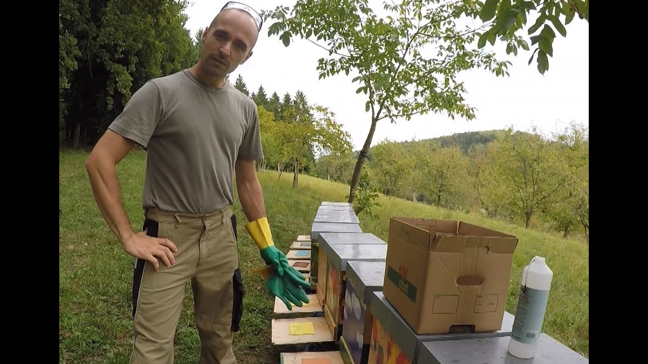 Ameisensäure Schockbehandlung im September
