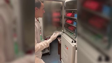 The Gut Microbiome and You