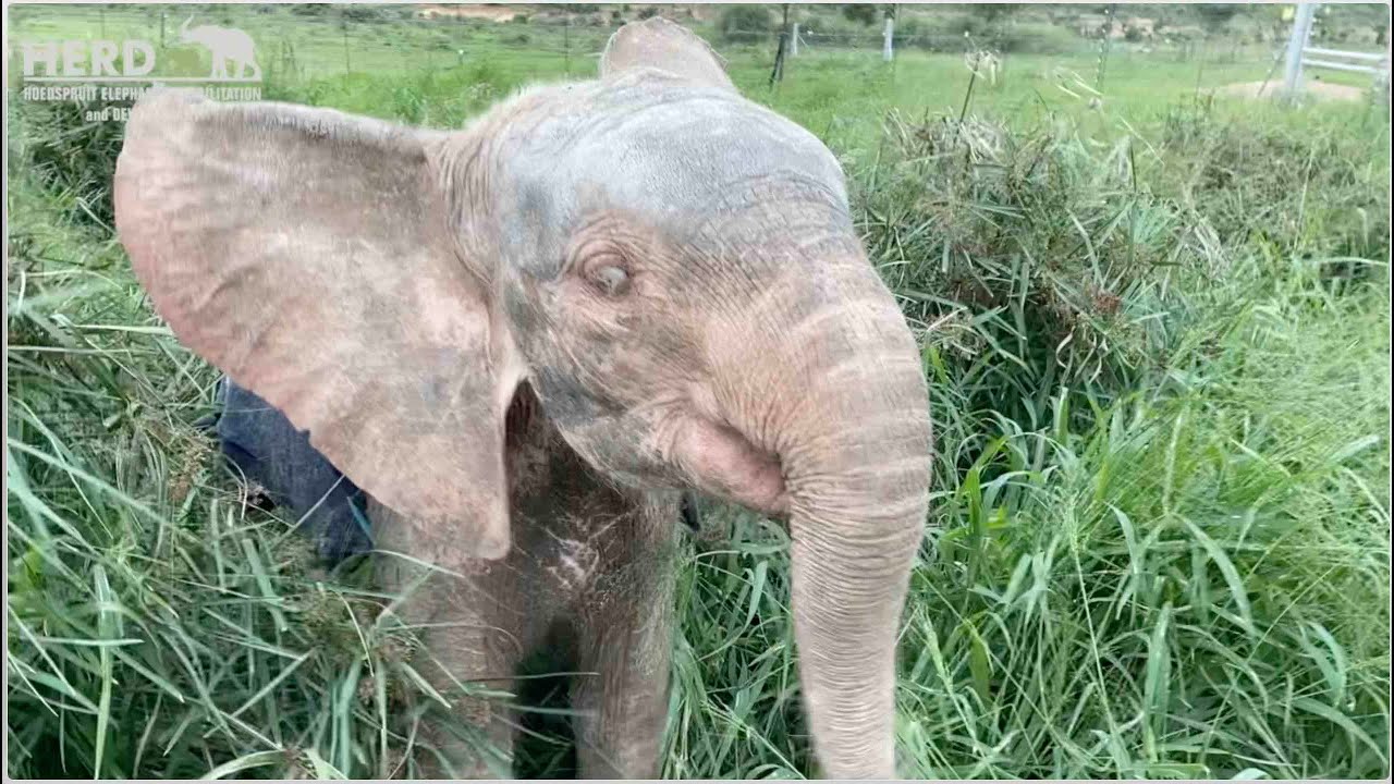 Bum in the air, just don't care! Baby albino elephant Khanyisa enjoying the orphanage gardens❤️🐘