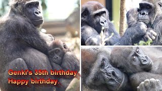 お母さんゴリラのゲンキ、35歳の誕生日。おめでとう！　2021年ゲンキ特集、たっぷり1時間の永久保存版【京都市動物園、ニシゴリラの家族】