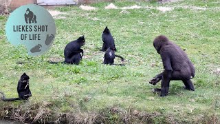 BRAVE GORILLA SIBLINGS MIES & MOOS by Liekes Shot Of Life 1,555 views 6 months ago 4 minutes, 27 seconds