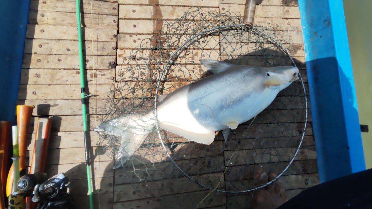 🤑🤑Câu Trúng Bầy Cá Ba Sa #cùlaotâyvlog