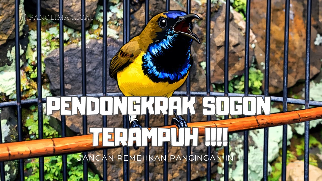 Terbukti Ampuh! Setting & Pendongkrak Sogon Biar Gacor Stabil Tiap Hari #pancingansogon #sogonngobra