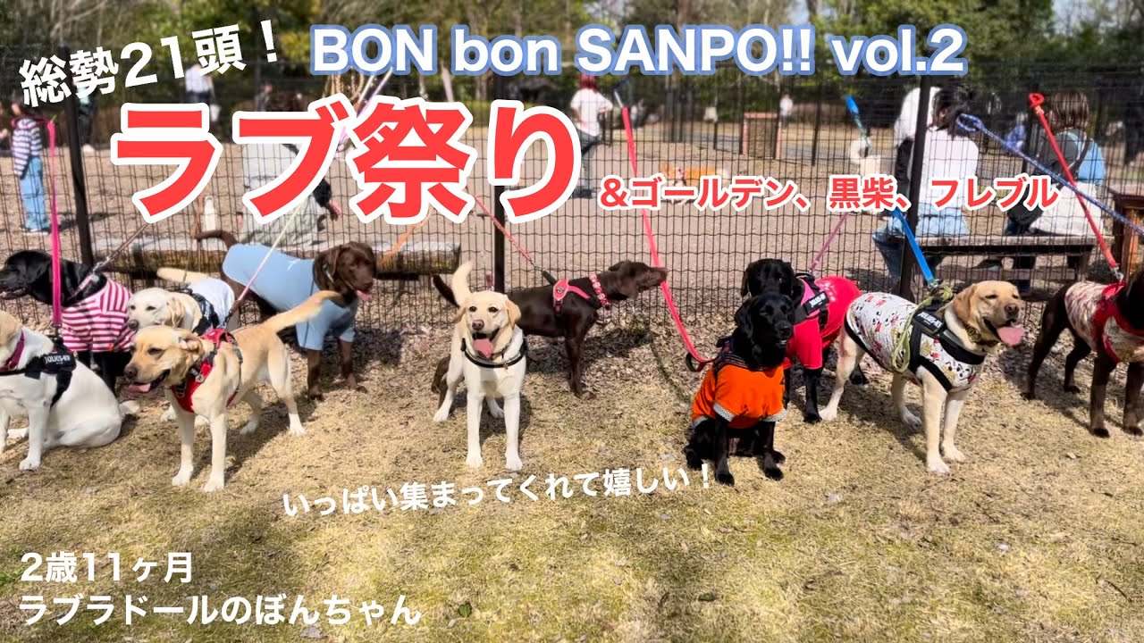 【ラブラドール#136】平和すぎるお散歩会！BON bon SANPO!!vol.2！@ぎふ清流里山公園★labrador retriever 大型犬  ラブラドールレトリバー　ぼんちゃん