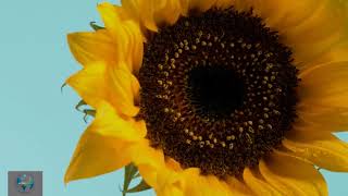 49.  Sunflower, close up